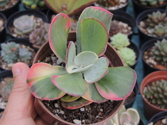 kalanchoe fantastic variegata pote 09