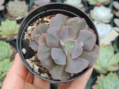 echeveria gandiva duas rosetas pote 09