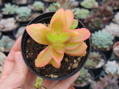 crassula campfire pote 09