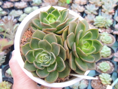 echeveria gilva variegata colonia pote 13