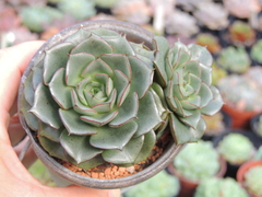 echeveria parva pote 09