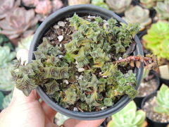 crassula capitella ssp. thyrsiflora pote 11