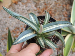 agave americana medio picta alba pote 11