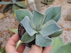 agave potatorum variegata - agave tradewinds pote 11