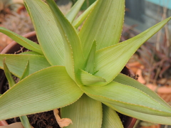 Aloe deltoideodonta var. fallax cuia 17