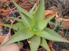 Aloe deltoideodonta var. fallax cuia 17 - comprar online