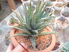 Aloe longistyla cuia 15