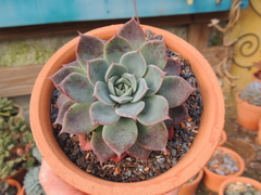 graptoveria pink buble pote 11