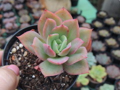 echeveria golden glow pote 09