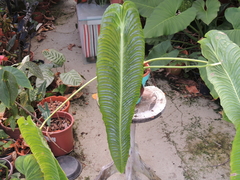 anthurium veitchii grande exemplar unico conforme fotos na internet