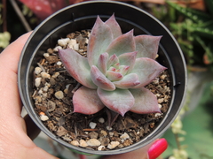 echeveria colorata brandtii pote 09