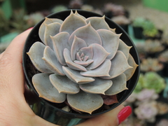 echeveria blue snow pote 09