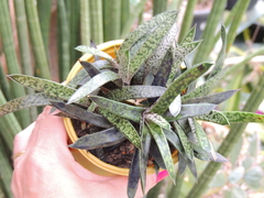 gasteria bicolor colonia pote 11