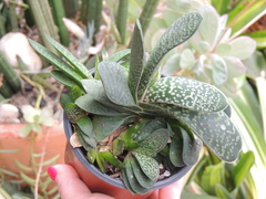 gasteria perdi a id colonia pote 11