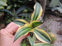 agave lophanntha f. quadricolor pote 11