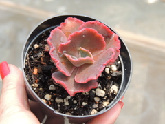 ECHEVERIA GIBBIFLORA CRIMSON TIDE POTE 09