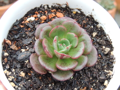 echeveria hibrida joan daniel pote 09