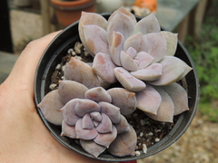 GRAPTOPETALUM SUPERBUM POTE 11