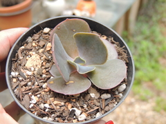 echeveria gibbiflora zhie sem raizes pote 09