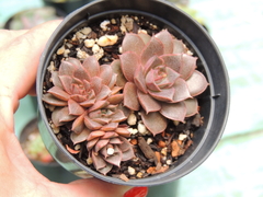 ECHEVERIA PUNITA POTE 09