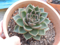 ECHEVERIA AGAVOIDES HIGHLAND BLUSH IMPORTADA UNICA POTE 11