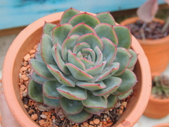 ECHEVERIA ZENITH POTE 10