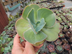 echeveria blodie pote 11