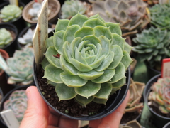 echeveria onslow pote 09