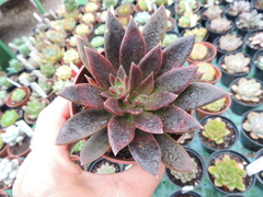 echeveria serrana pote 09