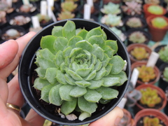 echeveria red hole monstruosa pote 09