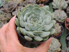 echeveria norma pote 09