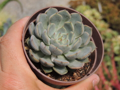 echeveria texensis pote 09