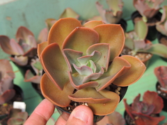 echeveria camisole x hanaikada pote 09