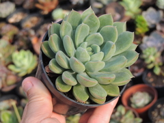 echeveria graessneri pote 09