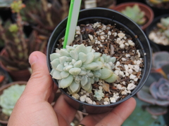 echeveria prolifica variegata pote 09