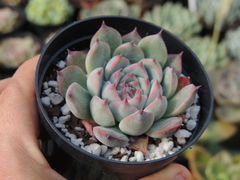 echeveria chihuahuensis pote 09