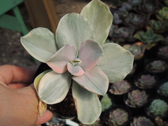 echeveria decora pote 09