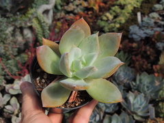 echeveria saint germain pote 09