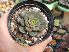 echeveria purpusorum shamrock pote 09