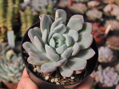 pachyveria changeling pote 09