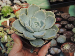 echeveria fantome pote 09