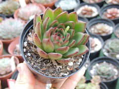 echeveria agavoides christmas pote 09