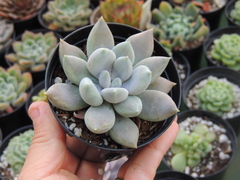 echeveria snow queen pote 09