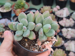 pachyphytum dr. cornelius pote 09