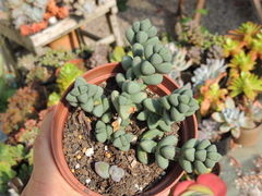 Corpuscularia lehmannii pote 09 - coração partido