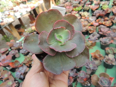 echeveria gibbiflora suyon pote 09