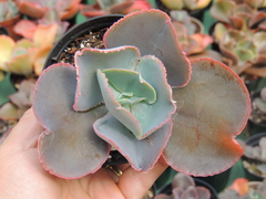 echeveria eletric glow pote 09