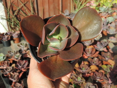 echeveria big red pote 11