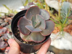 echeveria zauberblume pote 09