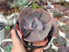 echeveria miss sophie pote 11